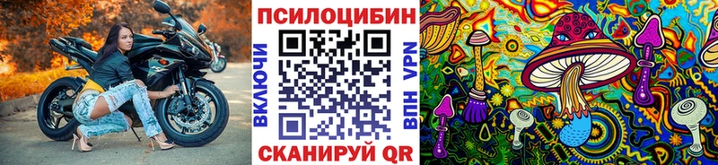 блэк спрут зеркало  цены   Липецк  Псилоцибиновые грибы Psilocybe 